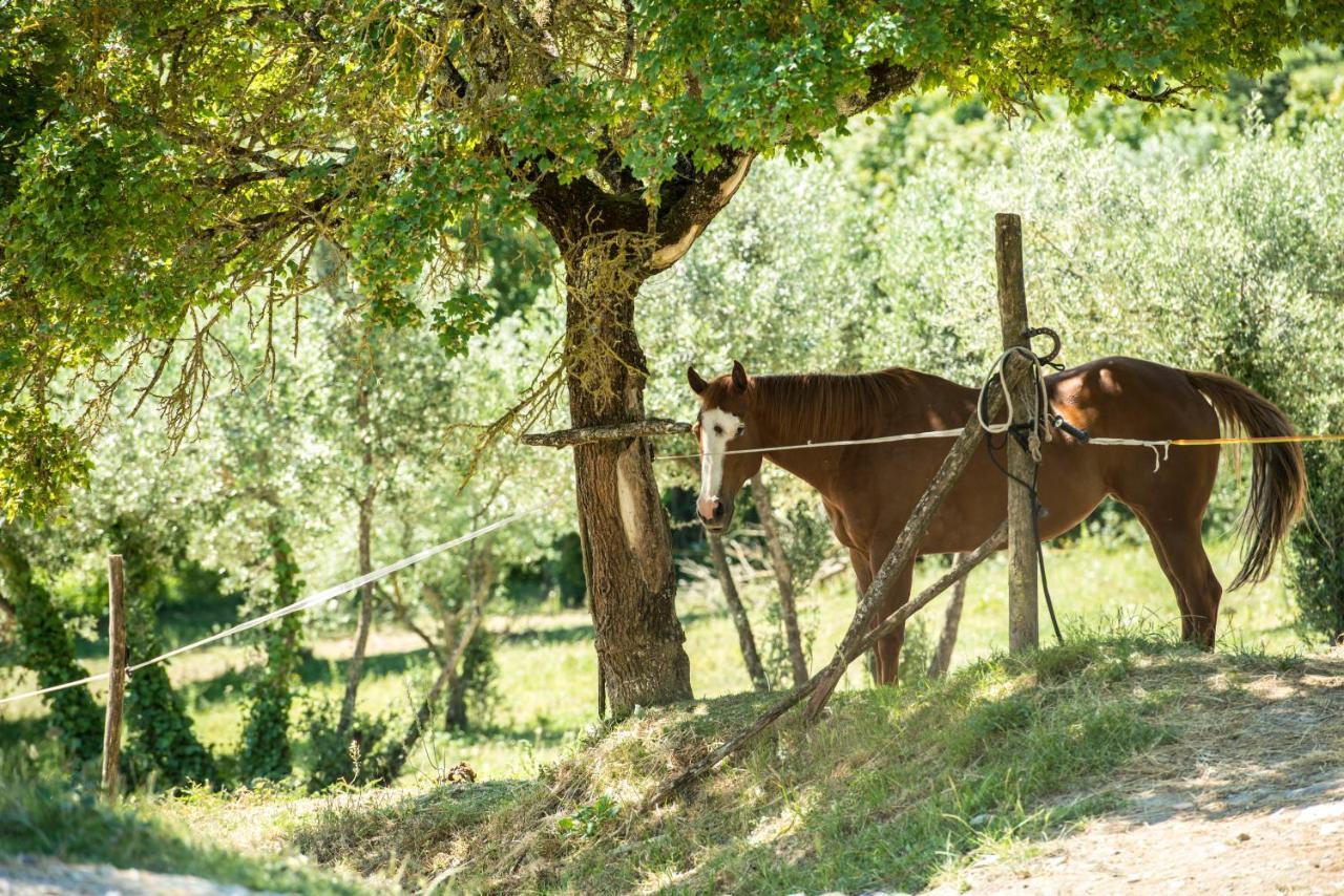 Agriturismo Fattoria Lavacchio Pontassieve Exterior photo